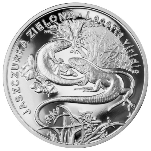 POLSKA: srebrna moneta kolekcjonerska 20 zł / 2009 r. - Zwierzęta Świata – Jaszczurka zielona (łac. Lacerta viridis).  Sklep Numizmatyczny, Warszawa ul. Króla Maciusia 12.         www.sklepnumizmatyczny.eu 