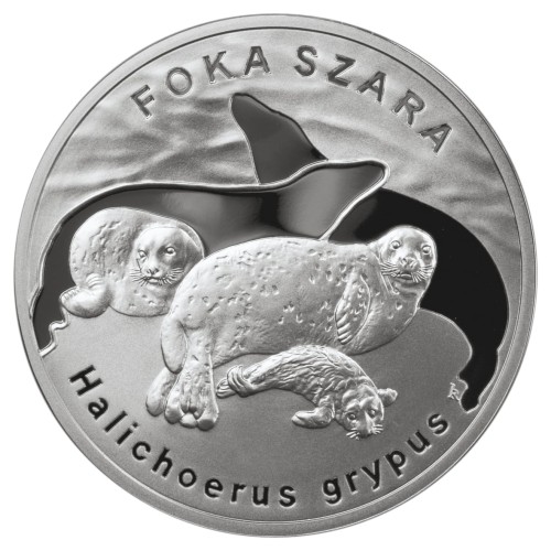 POLSKA: srebrna moneta kolekcjonerska 20 zł / 2007 r. - Zwierzęta Świata – Foka szara (łac. Halichoerus grypus).  Sklep Numizmatyczny, Warszawa ul. Króla Maciusia 12.         www.sklepnumizmatyczny.eu 