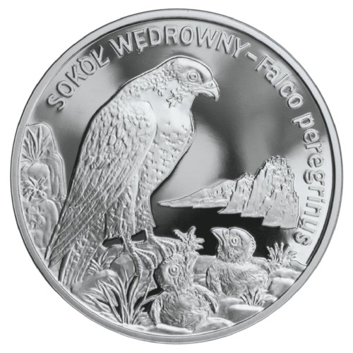 POLSKA: srebrna moneta kolekcjonerska 20 zł / 2008 r. - Zwierzęta Świata – Sokół wędrowny (łac. Falco peregrinus).    Sklep Numizmatyczny, Warszawa ul. Króla Maciusia 12.         www.sklepnumizmatyczny.eu 
